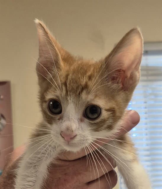 Lux - Domestic Short Hair
