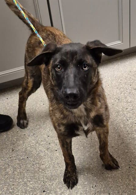 Dutchess - Dutch Shepherd