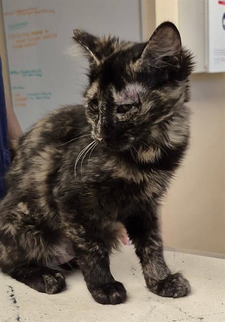 Stella - Domestic Short Hair