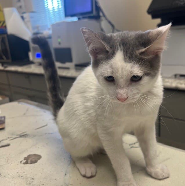 Fry - Domestic Short Hair