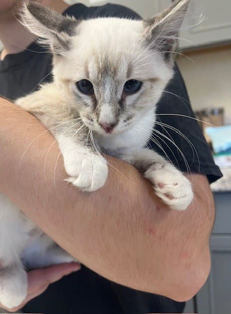 Krystal - Siamese