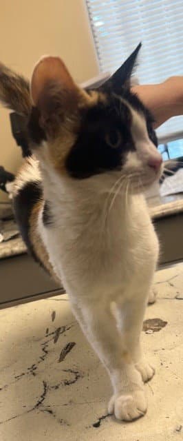 Sammie - Domestic Short Hair
