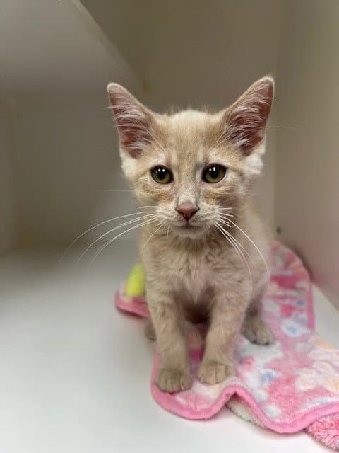 Gram - Domestic Short Hair