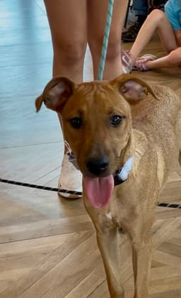 Ellie image 3