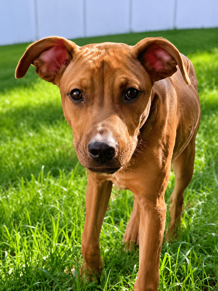 Ellie - Redbone Coonhound