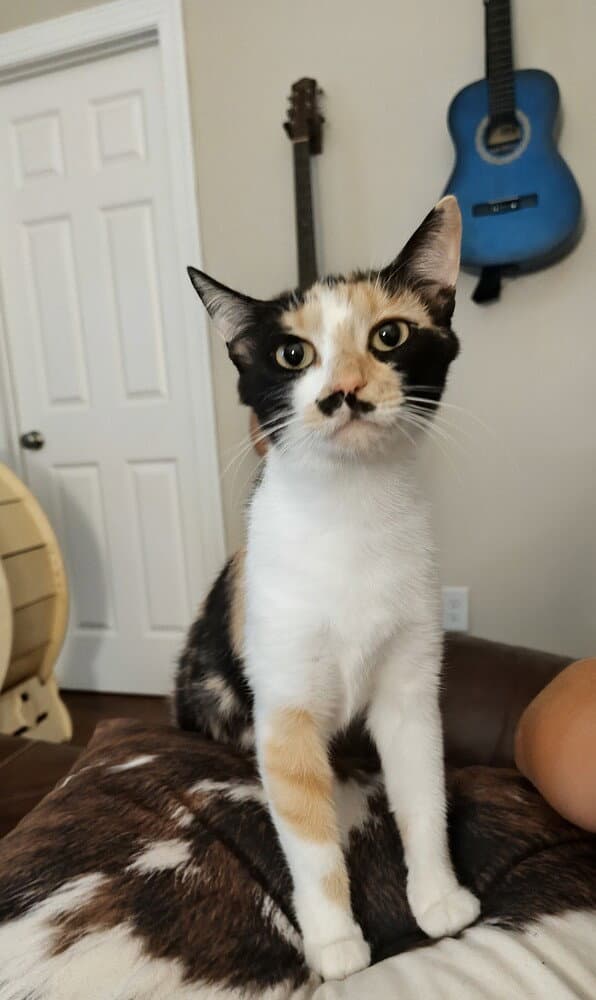 Lucy Grey - Domestic Short Hair
