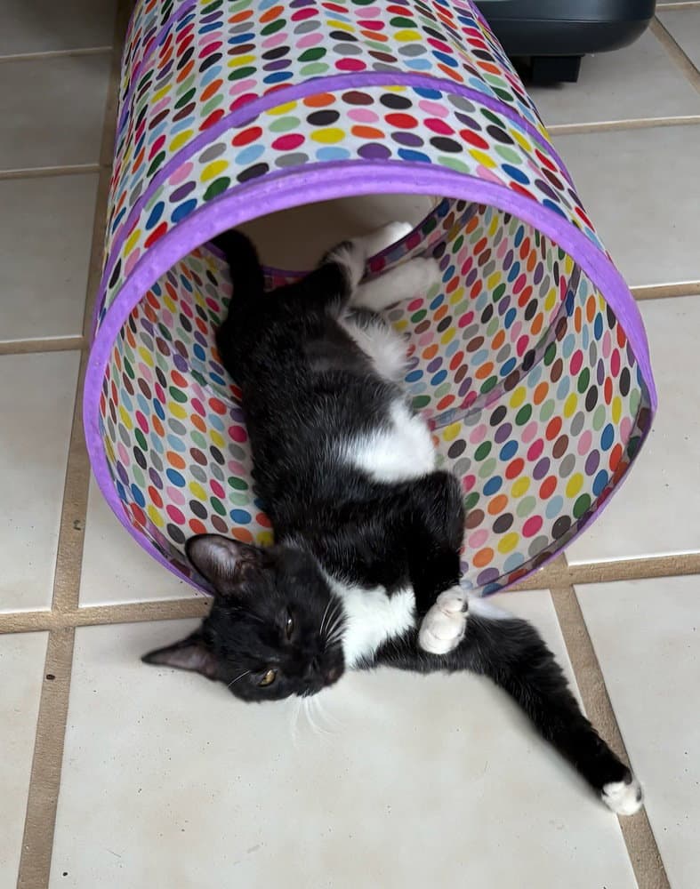 Tinkerbell - Domestic Short Hair