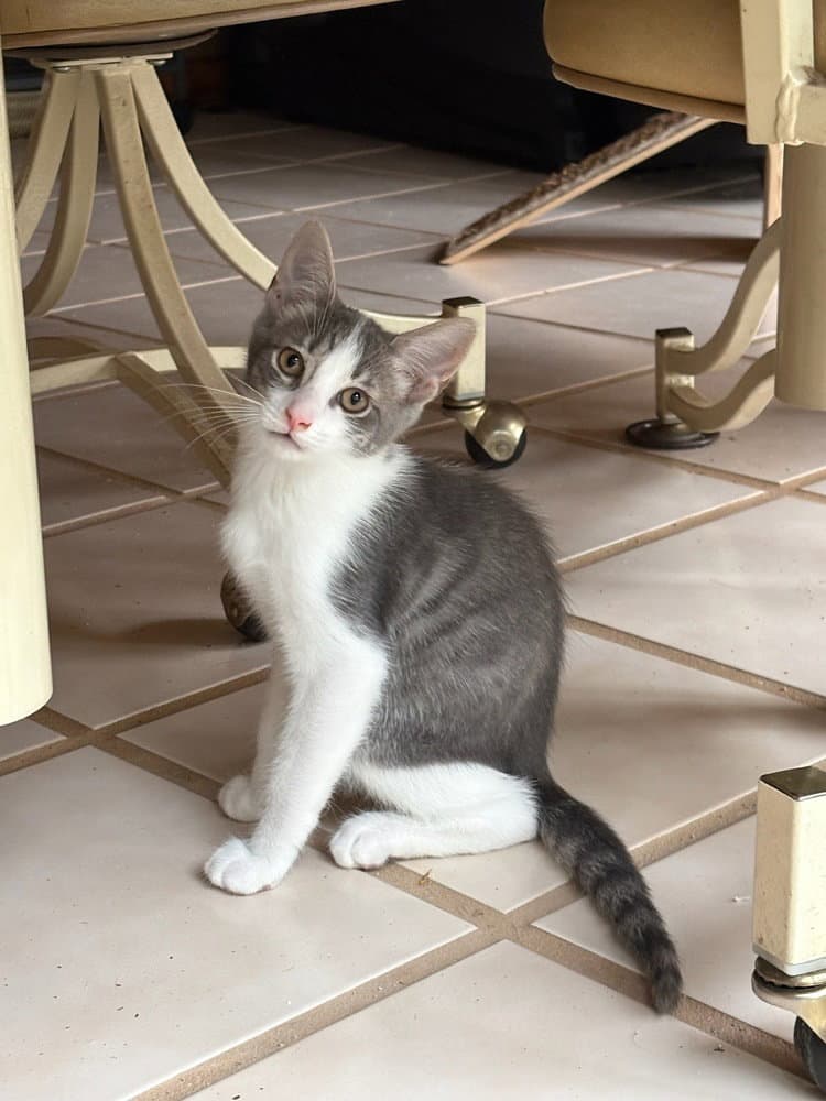 Giorgio Armani - Domestic Short Hair