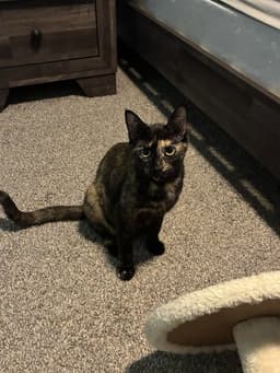 Cleo image 1