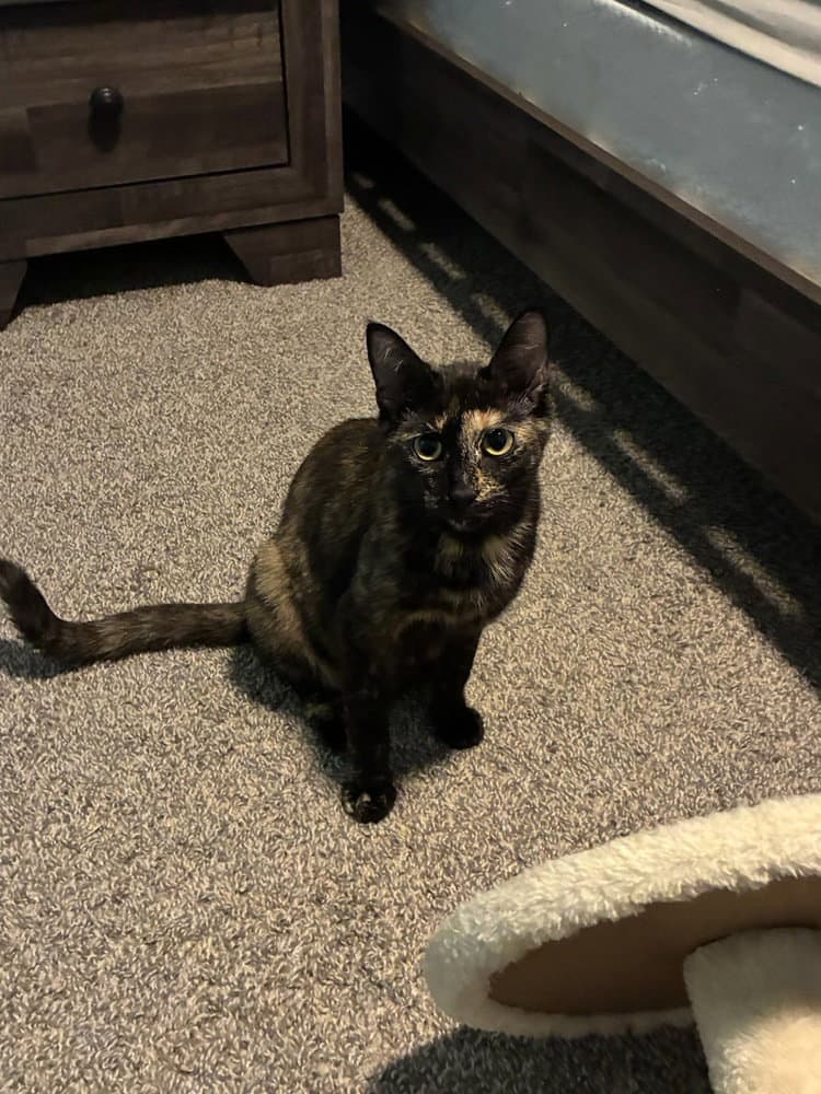 Cleo - Domestic Short Hair