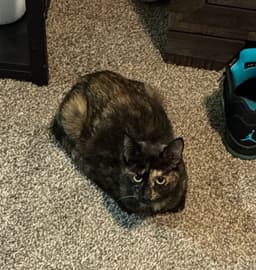 Cleo image 4