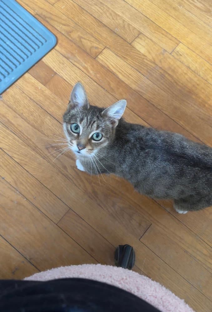 Elsa - Domestic Short Hair