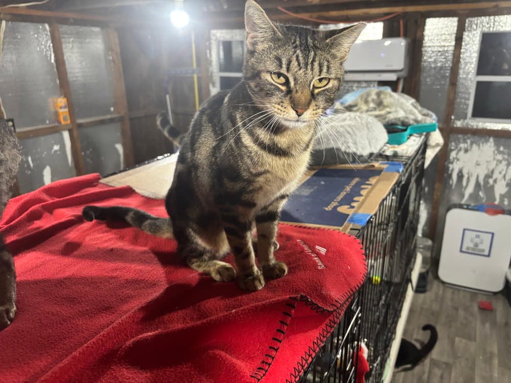 Marbles - Domestic Short Hair