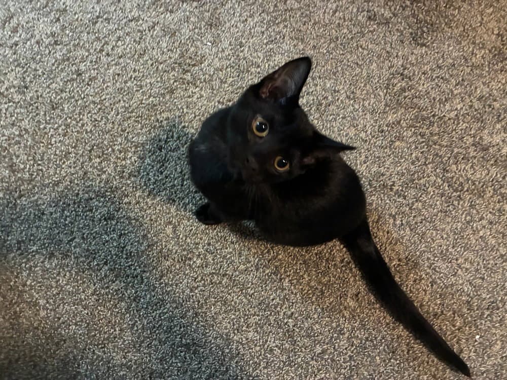 Leo - Domestic Short Hair