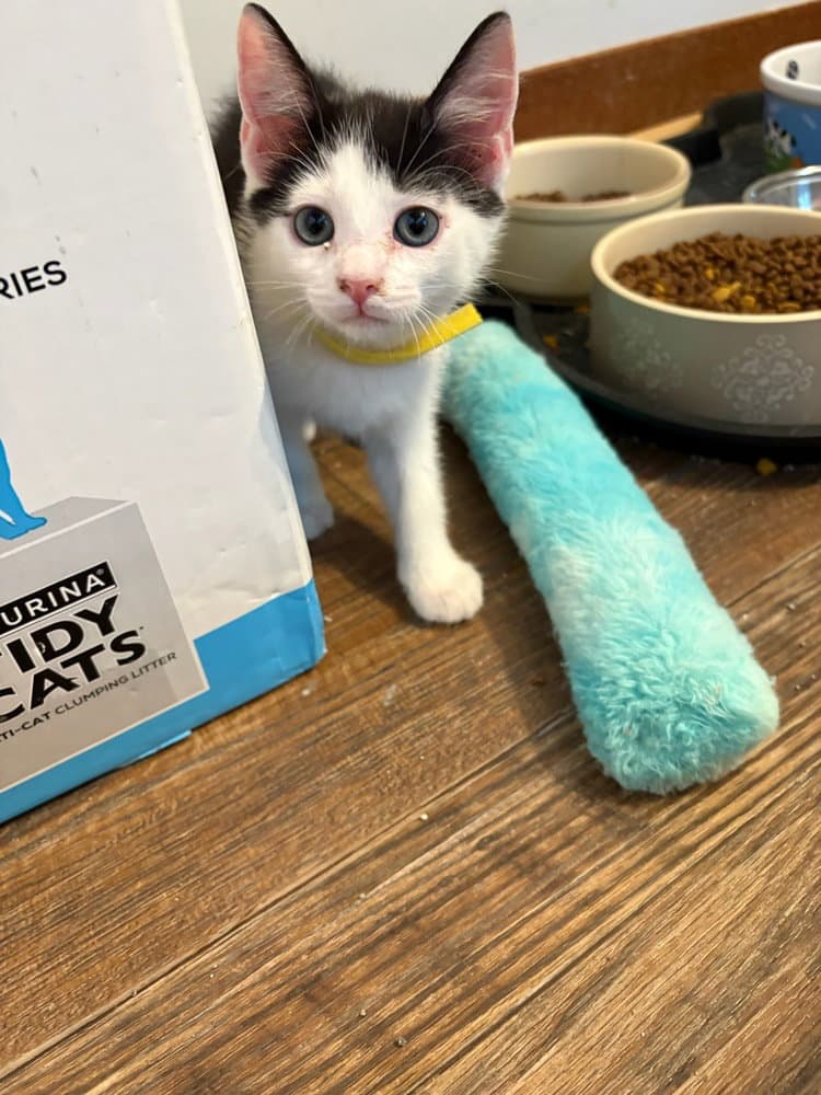 Twizzler - Domestic Short Hair