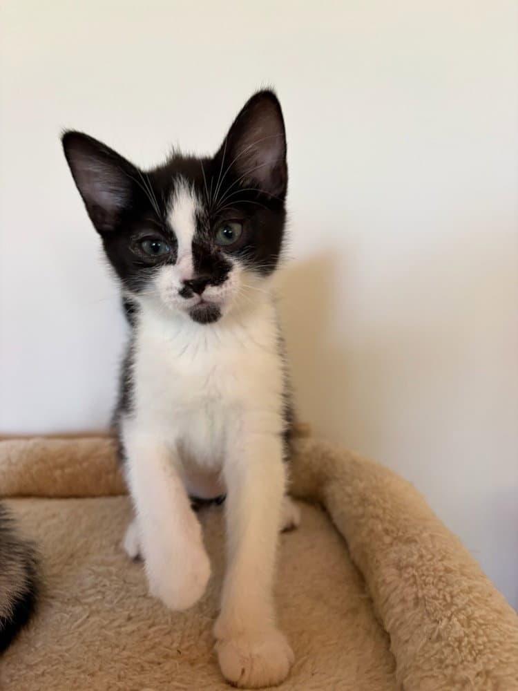 Jethro - Domestic Short Hair