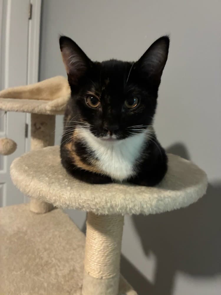 Rhea - Domestic Short Hair