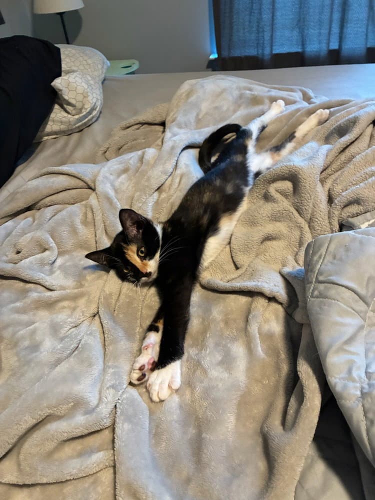Nova - Domestic Short Hair