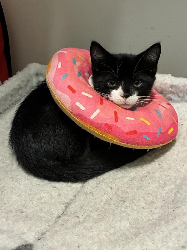 Orion - Domestic Short Hair