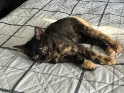 Stella image 2