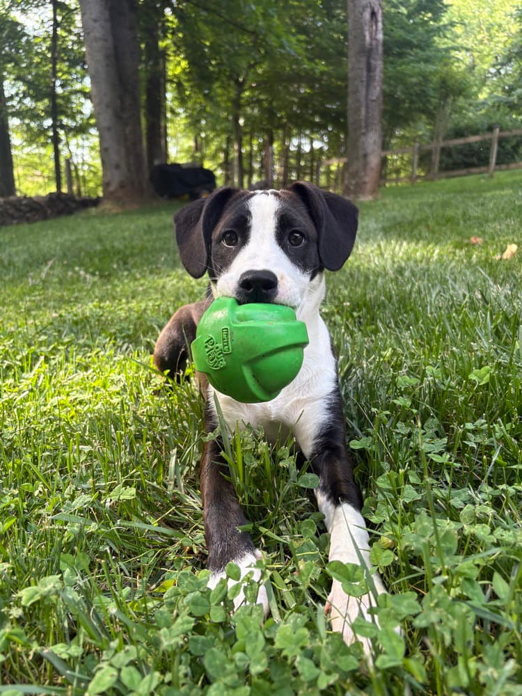 Snowy - Boxer