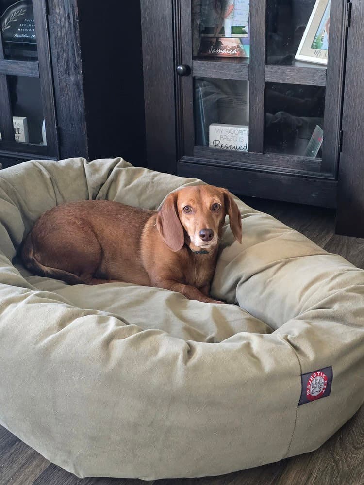 Mollie Maye - Dachshund
