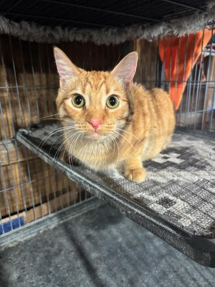 Butterscotch - Domestic Short Hair