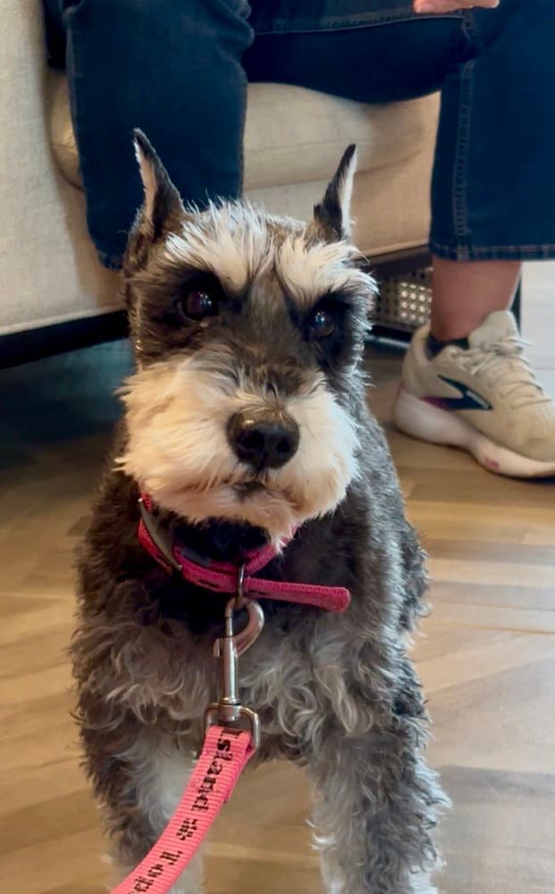 Scarlet - Schnauzer