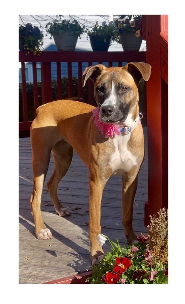 Esme - Boxer