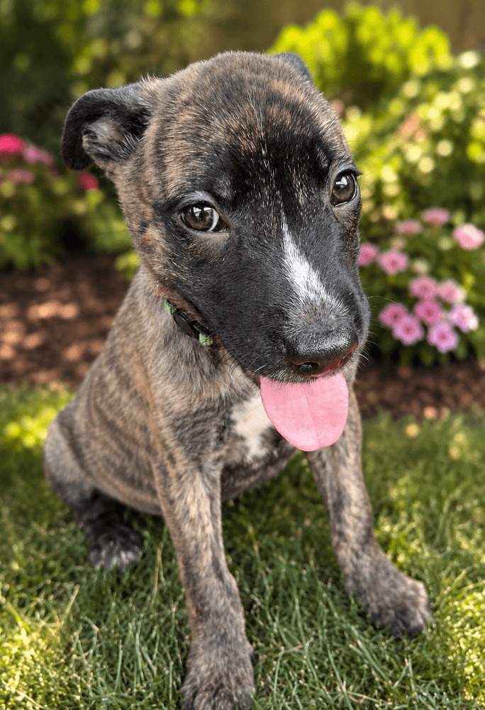 Onyx - German Shepherd Dog