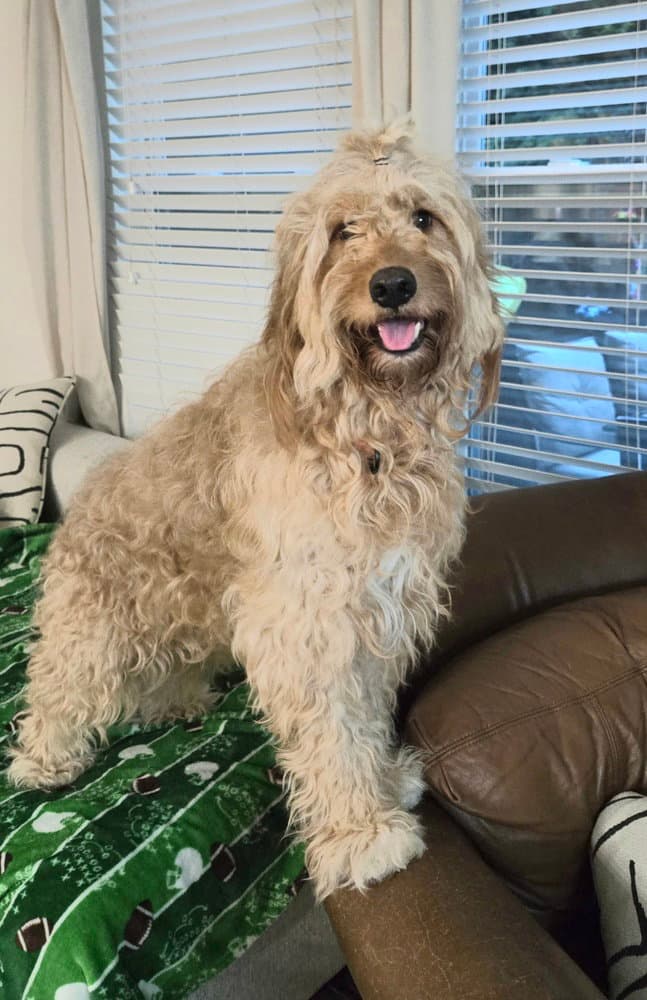 Rue - Golden Retriever