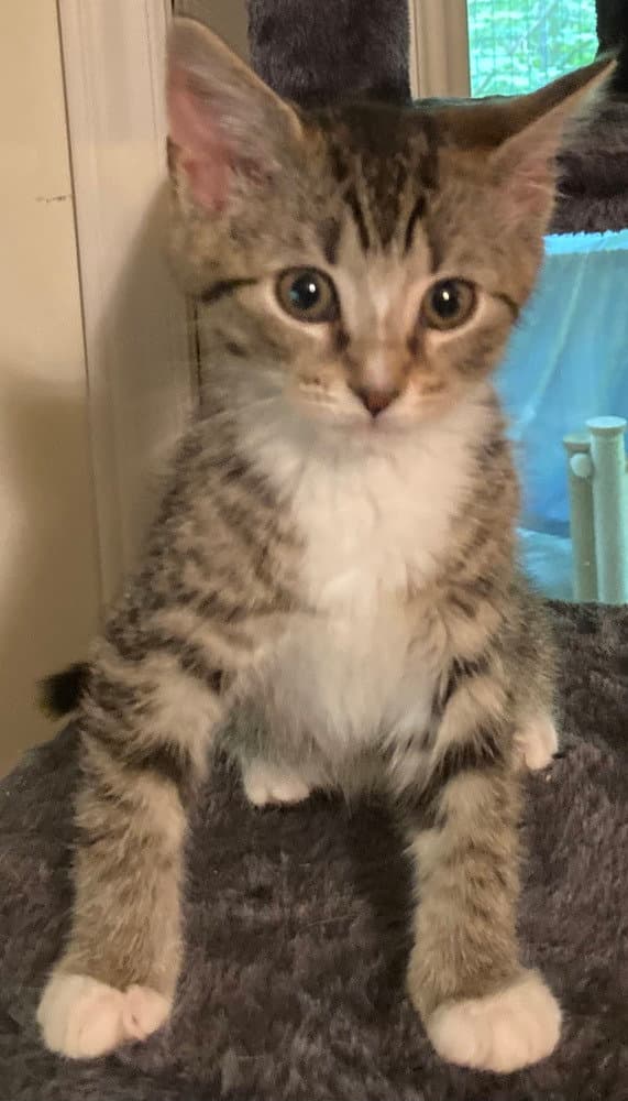 Junie Bea - Domestic Short Hair