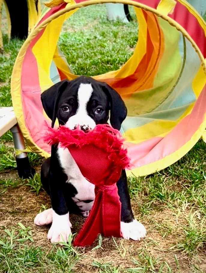 Ozzie - Boxer