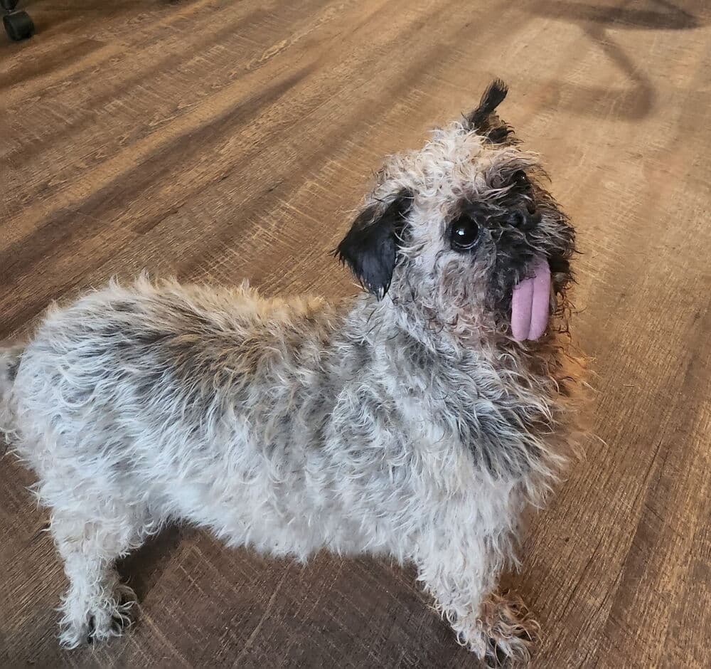 Gilligan - Shih Tzu