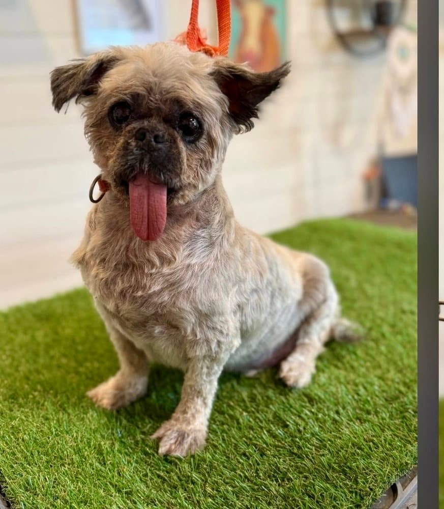 Gilligan - Shih Tzu