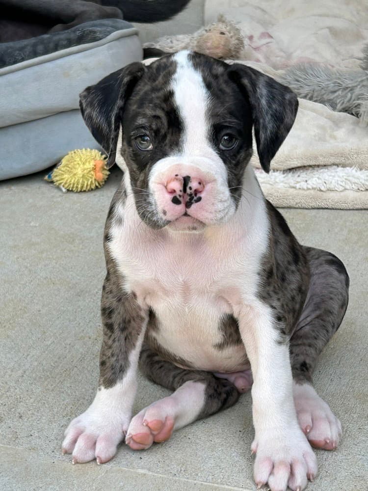 Odin - Boxer