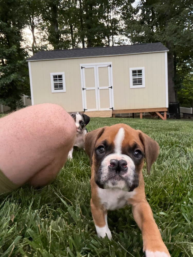 Oscar - Boxer