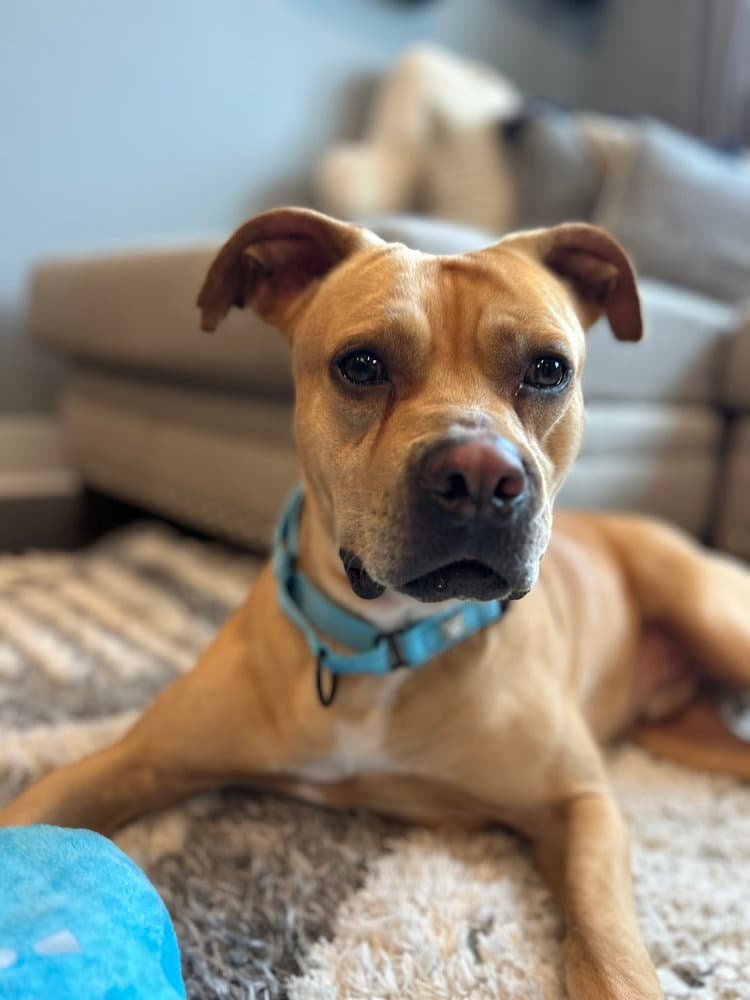Doby - Terrier