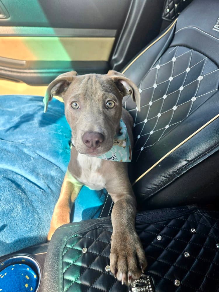 Thunder - Blue Lacy