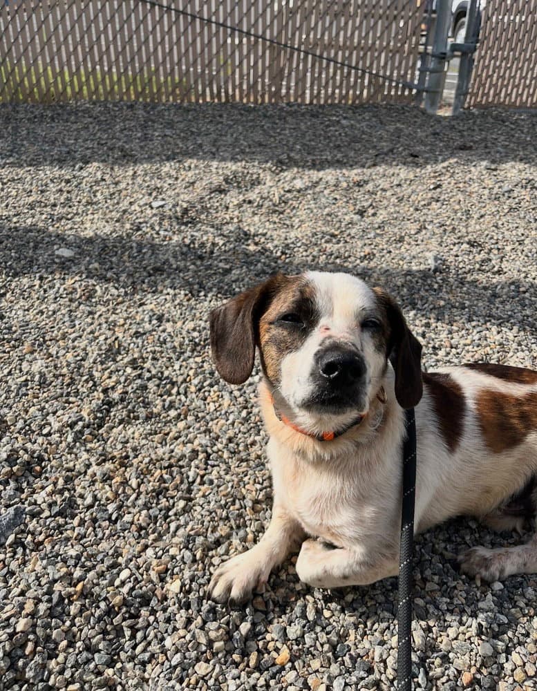Spot - Beagle
