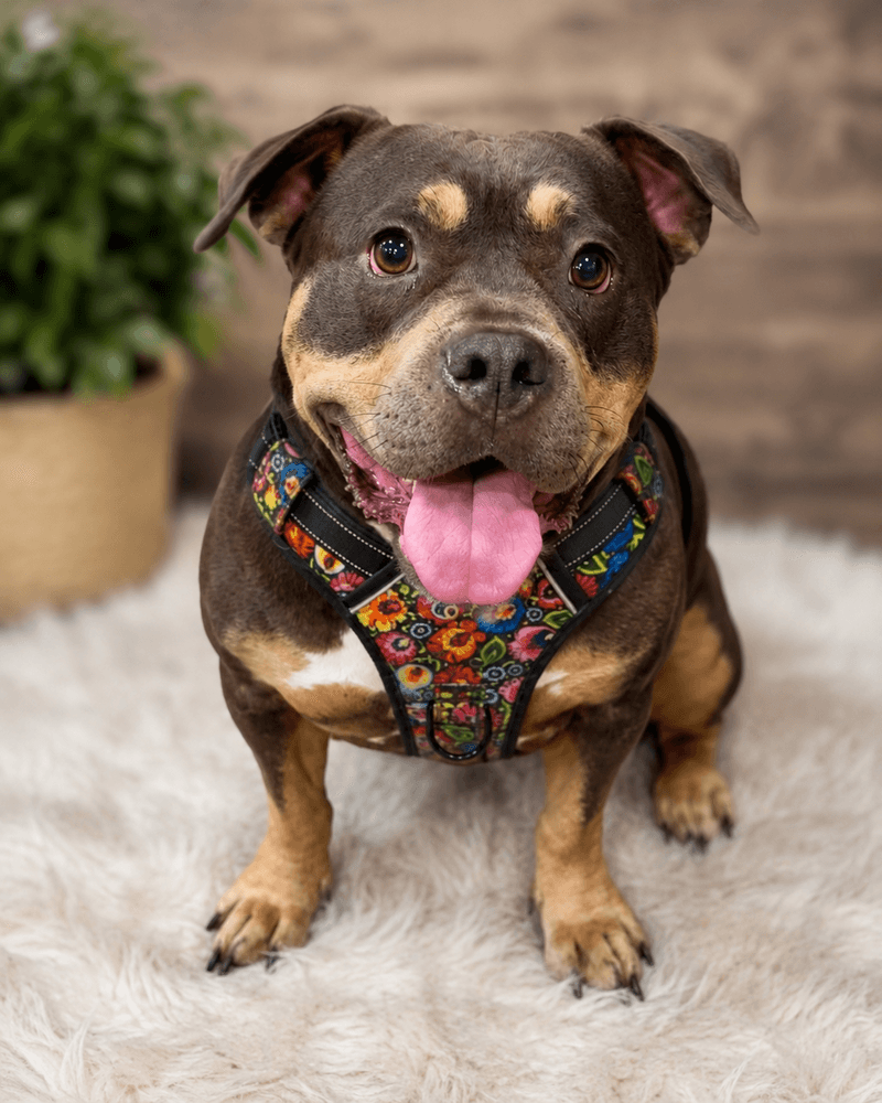 Tessa - English Bulldog