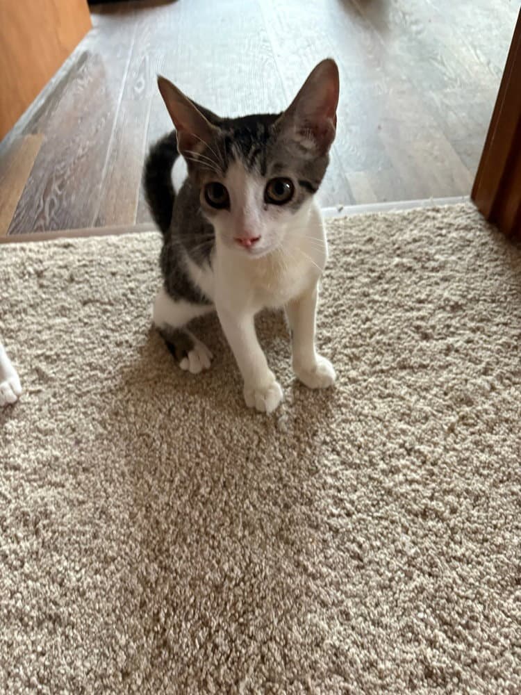 Chip - Domestic Short Hair