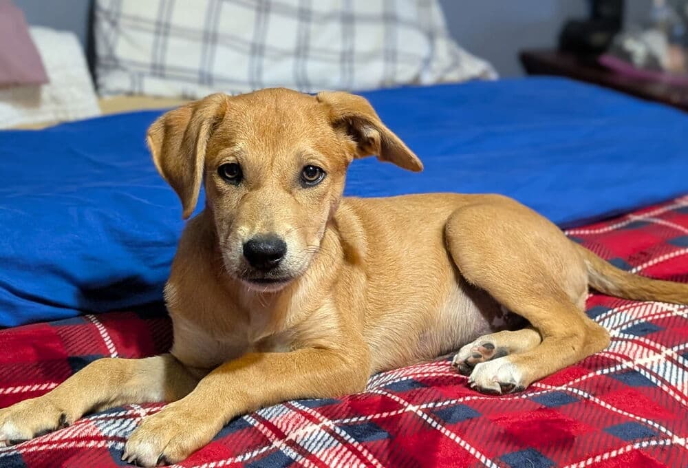 Dorito - Labrador Retriever