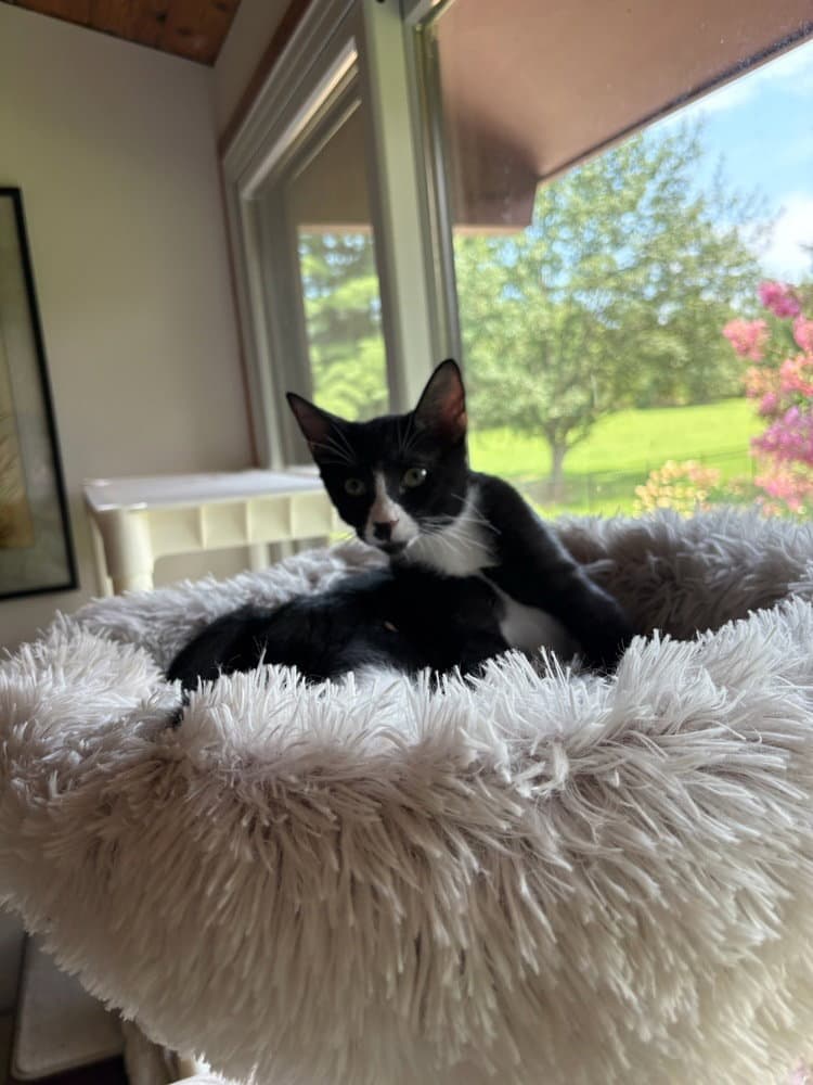 Sherlock - Domestic Short Hair