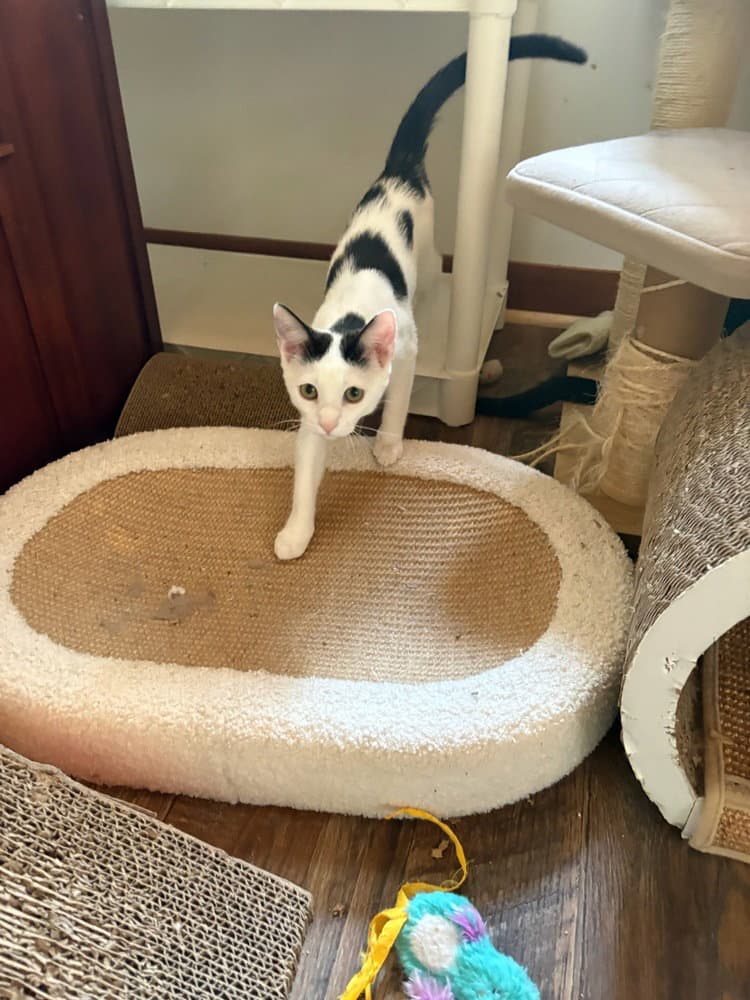 Pearl - Domestic Short Hair