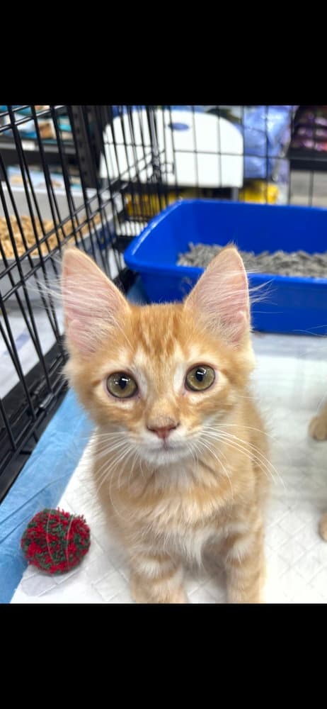 Othello - Domestic Medium Hair