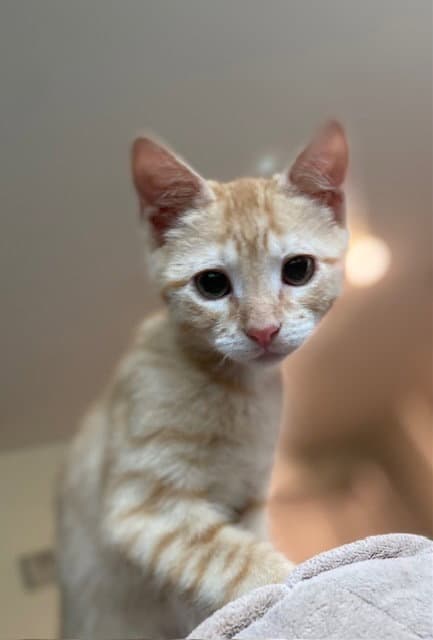 Wally - Domestic Short Hair