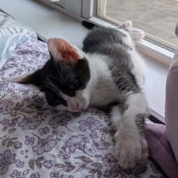 Minnie image 1