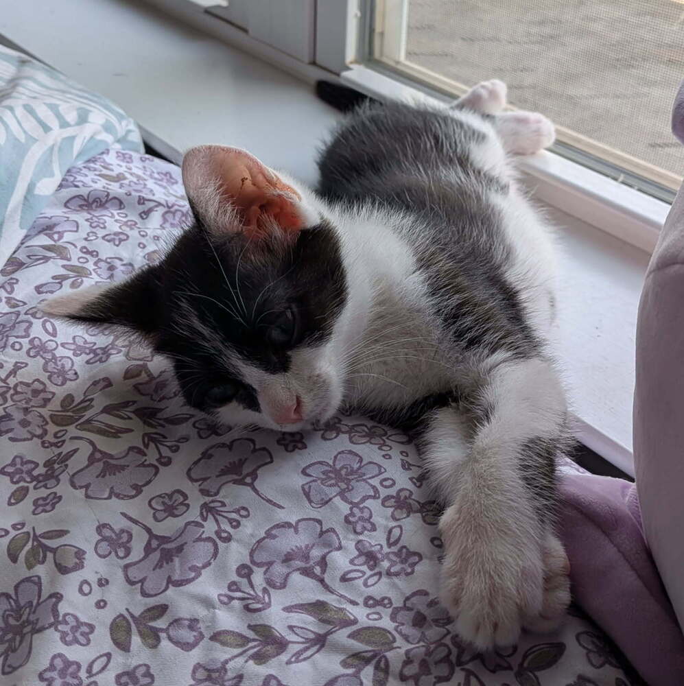 Minnie - Domestic Medium Hair