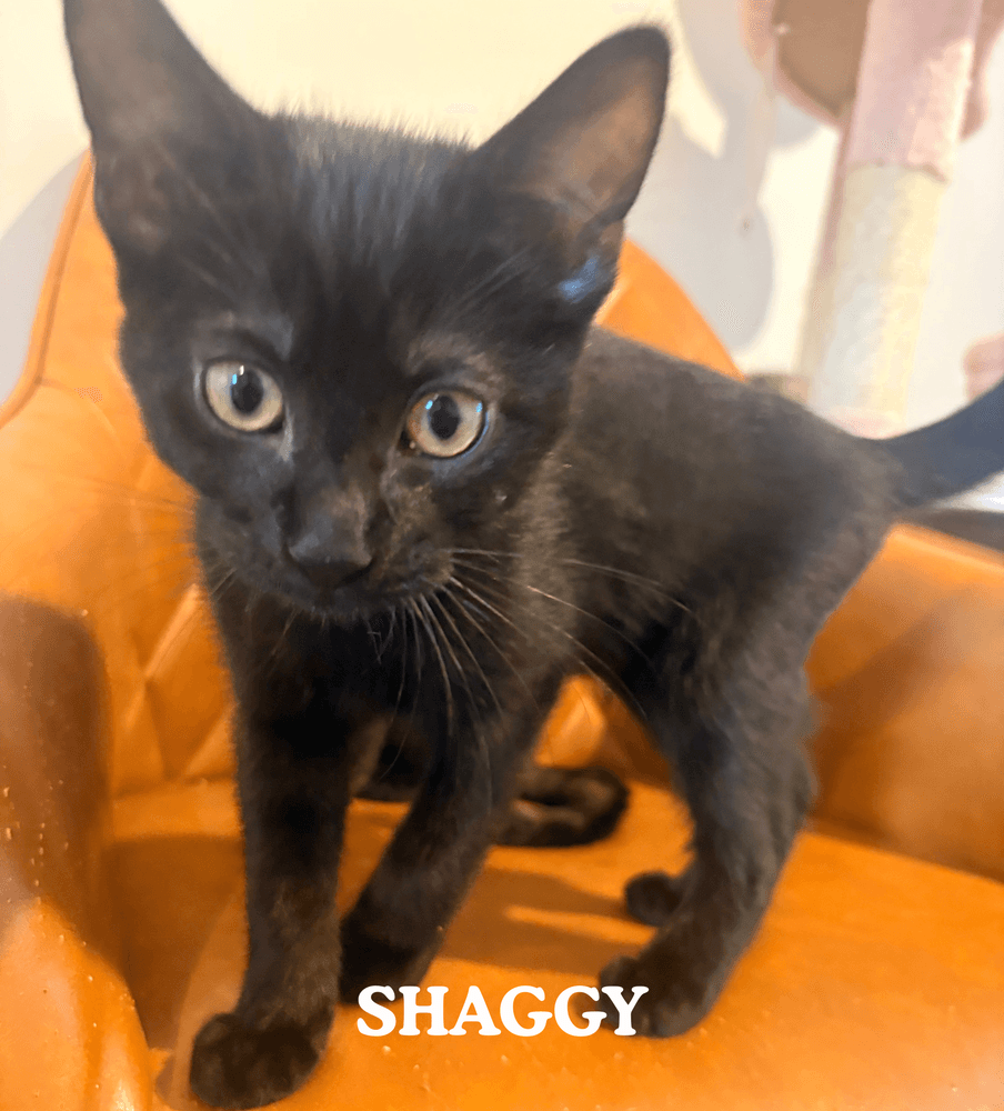 Shaggy - Domestic Medium Hair